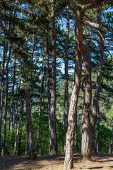 Fototapeta premium Forest