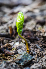 A tiny green plant growing up from earth