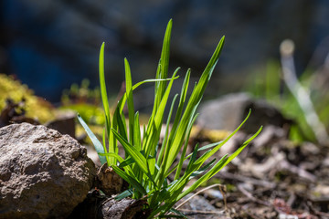 Detail of fresh green grass in forest