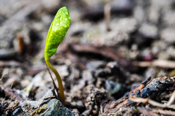 A tiny green plant growing up from earth
