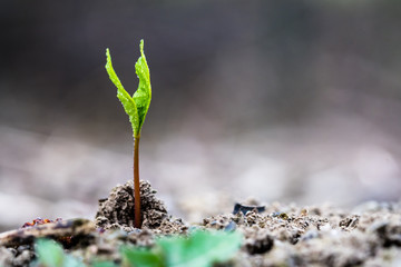 A tiny green plant growing up from earth