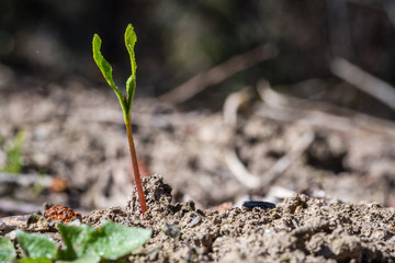 A tiny green plant growing up from earth