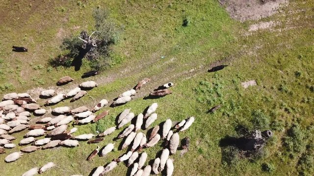 flock of sheep grazing - aerial cinematic view shot from 4k drone in Italy