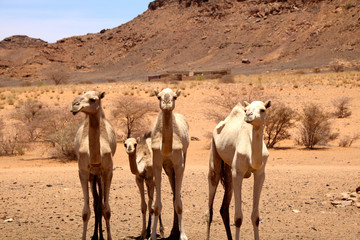 Camel, desert, animal, Sudan
