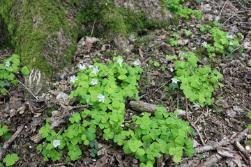 Wood sorrel in flower