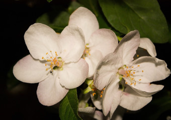 Fototapeta na wymiar cherry blossoms. Close-up