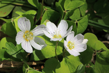Wood sorrel in flower