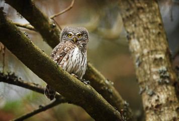 Eurasian pygmy owl (Glaucidium passerinum)