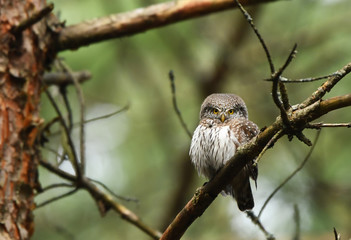 Eurasian pygmy owl (Glaucidium passerinum)