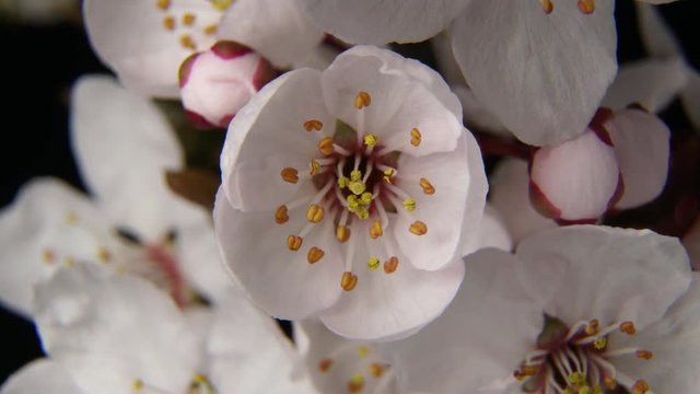 4K macro time lapse video of a beautiful cherry fruit tree flower growing on a black background/Cherry flower blossoming 4k macro time lapse