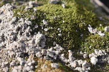 moss in macro photography