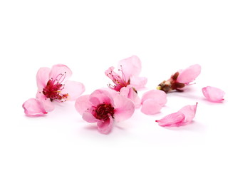 Fototapeta na wymiar Spring flowers isolated on white, with clipping path