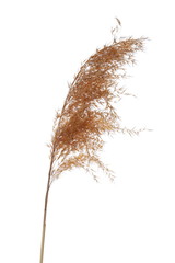 Dry common bulrush, isolated on white background © dule964