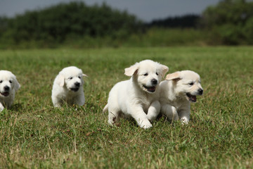 Beautiful group of golden retriever puppies running