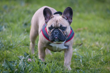 Fototapeta premium Carlino, mascota