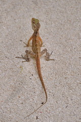 Reptile on Maldives beach