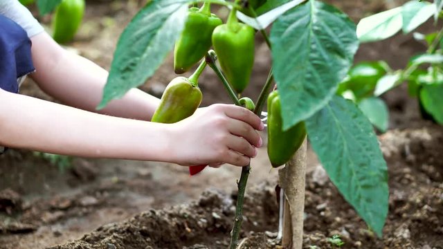 Field with ripe red and green pepper. Young farmer grows and harvests