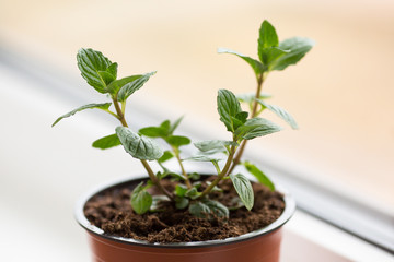Mentha x piperita. Home grown peppermint seedling in the pot