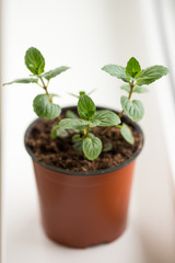 Mentha x piperita. Home grown peppermint seedling in the pot