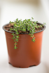 Thymus serpyllum. Herb seedlings in the pot