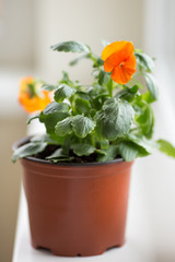 Orange pansy viola in the pot on the window sill
