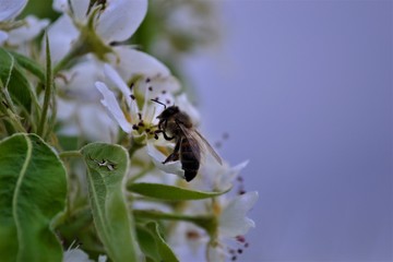 Honey bees pollinate flowers Honey bees pollen honey