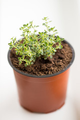Thymus x citriodorus. Lemon thyme in the pot