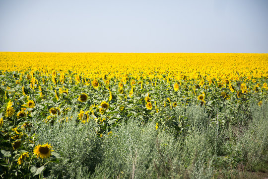 sunflower field in nice summer day