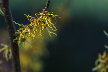 gałązka krzewu oczar z żółtymi kwiatami, ciemne rozmyte tło