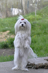 the maltese dog stands on two legs.