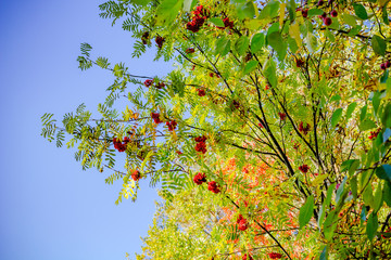 Rowan berries on branches on a bright sunny day
