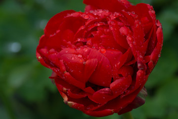 single red tulip, tulipan, czerwony kwiat, zielone rozmyte tło, krople rosy