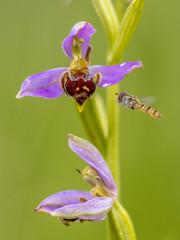 Yellow Hoverfly near Pink flowers of Bee orchid