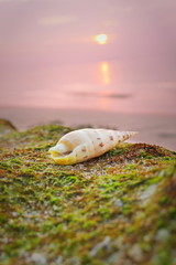 Seashell on beach in sunset light, seascape, live action