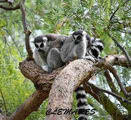 lemur