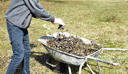 Teenage boy throwing dried tree branches and brown previous year leaves in old metal wheelbarrow in early sunny spring day. Works outdoors in spring and spring yard cleaning concept.