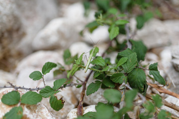 Obraz premium Gottesanbeterin in freier Natur auf Kroatien
