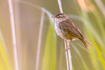 Sedge warbler in reed habitat