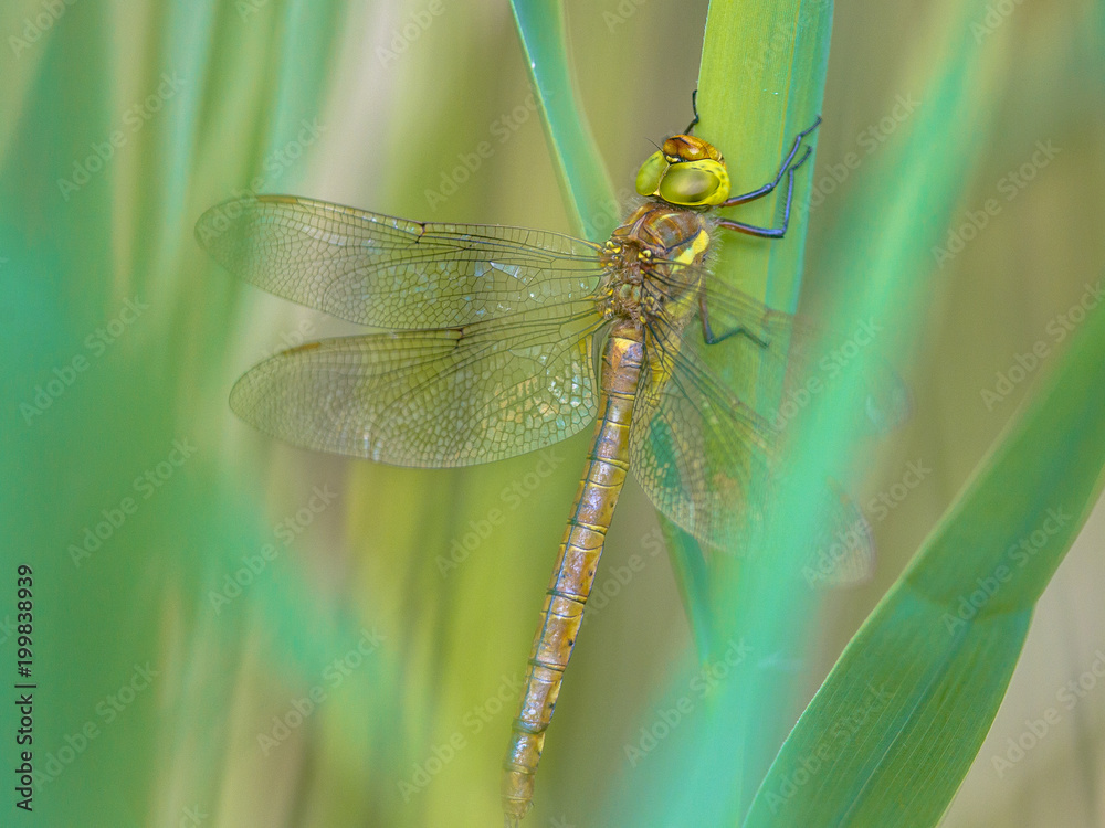 Sticker Green eyed hawker on  turqouise reed background