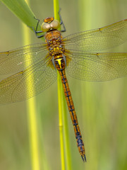 Close up of Green eyed hawker on reed