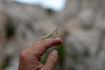 Gottesanbeterin in freier Natur auf Kroatien