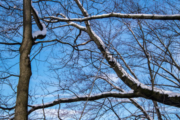Beautiful snow covered tree branches