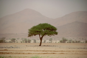 Nature 