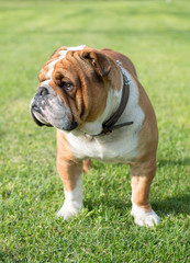 Fototapeta premium Young English bulldog outdoor on the green grass,selective focus