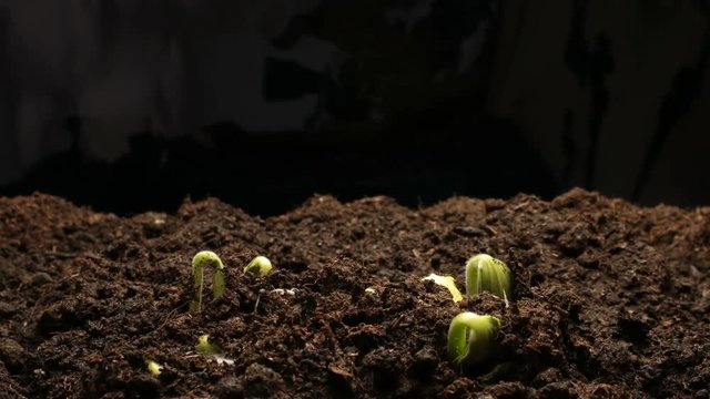 Growing green cucumber plant. Timelapse growing, Closeup nature shoot.