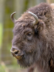 portrait of Wisent bull © creativenature.nl