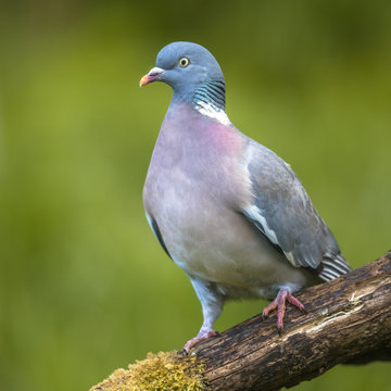 Wood pigeon green background