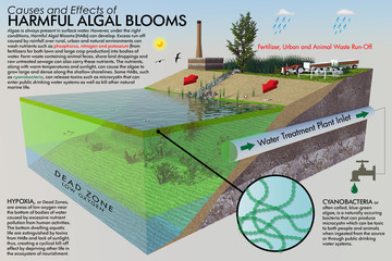 A large format ecological illustration with descriptive text. The infographic depicts the causes and effects of Harmful Algal Blooms (HABs) with a three dimensional cut-away of a typical shoreline.