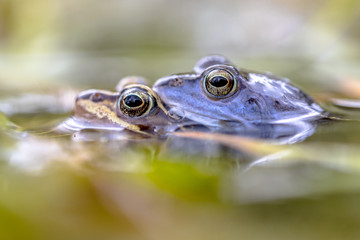 Moor frog couple mating submersed in water