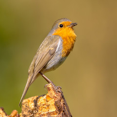 Cute red robin singing song